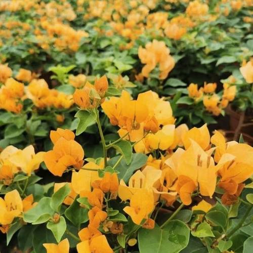 14顺丰包邮【29.8专用】三角梅盆栽室内阳台庭院好养花卉