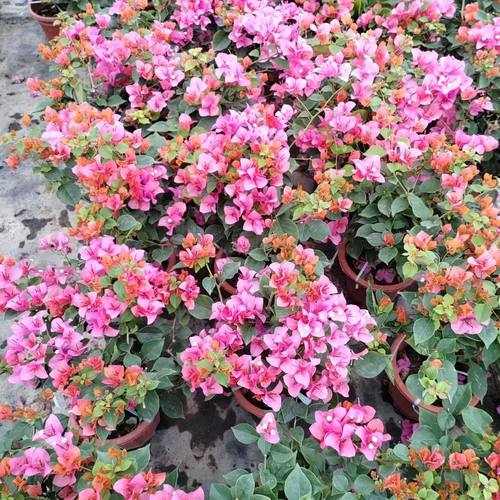 顺丰包邮【13  一物一拍】三角梅盆栽室内阳台庭院好养花卉爬藤