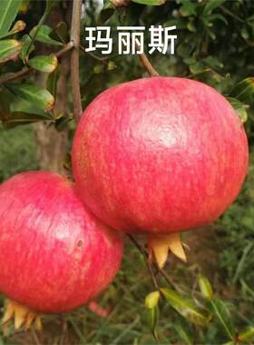 郑荥春夏秋天不吐籽超软子石榴树
