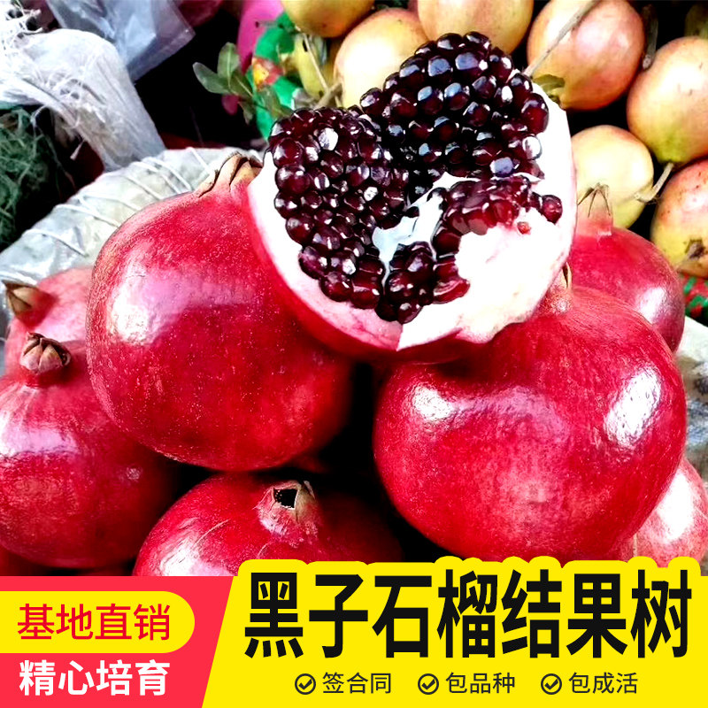超软籽六月红石榴树黑籽甜石榴树南方北方盆栽地栽庭院门口花园种