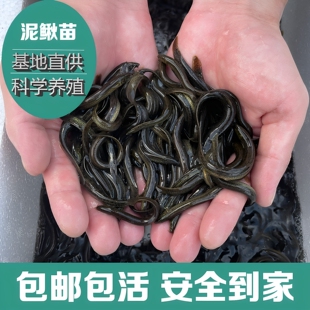 台湾泥鳅钓鱼苗本地青鳅金鳅新鲜活筏钓养殖淡水乌龟龙鱼宠物饲料