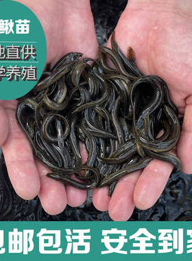 台湾泥鳅钓鱼苗本地青鳅金鳅新鲜活筏钓养殖淡水乌龟龙鱼宠物饲料