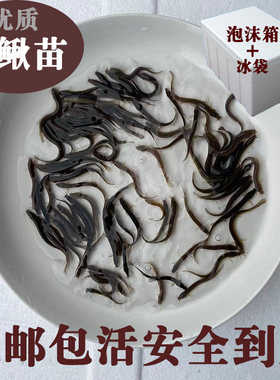 台湾泥鳅苗本地东北养殖鲜活淡水