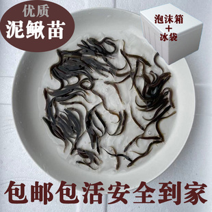 台湾小泥鳅苗本地青鳅东北金鳅水花鲜活筏钓养殖淡水  泡沫箱加冰