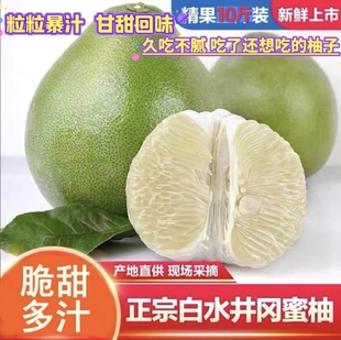 江西吉水井冈蜜柚白水金沙柚白心柚孕妇当季果青皮小柚子现摘纯甜