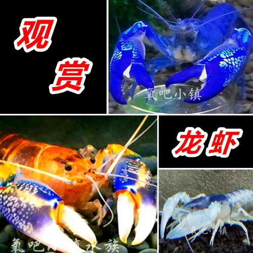观赏龙虾青花瓷鳌虾火山天空淡水
