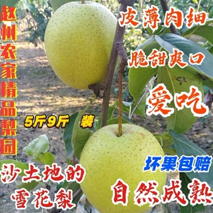 包邮 现摘现发 赵县雪花梨新鲜水果5斤9斤河北特产古树精品雪梨当季