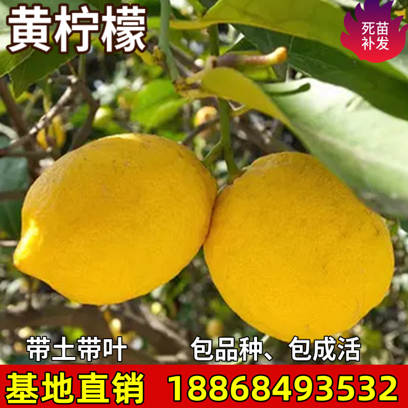 黄柠檬树苗大果绿植盆栽地栽室内客厅阳台庭院可食用植物四季结果