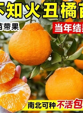 四川丑橘树苗丑八怪树苗橘子苗不知火树苗桔子树苗丑柑苗当年结果