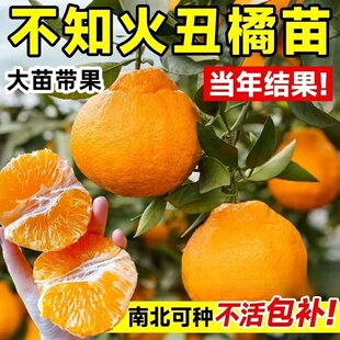 四川丑橘树苗丑八怪树苗橘子苗不知火树苗桔子树苗丑柑苗当年结果