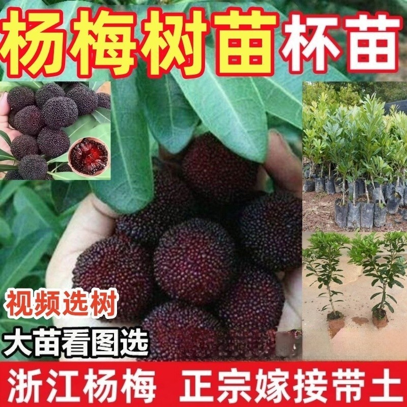 浙江杨梅树树苗嫁接东魁黑炭杨梅盆栽地栽果树苗当年结果庭院带土