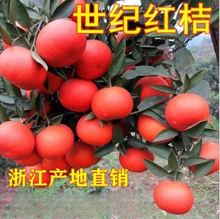 红桔橘子苗 东方红桔苗柑桔苗 世纪红桔苗红橘树苗盆栽地栽果树苗