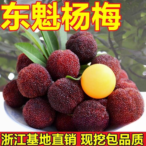 浙江正宗嫁接东魁杨梅苗南方种植果树苗盆栽地栽特大杨梅树苗包邮