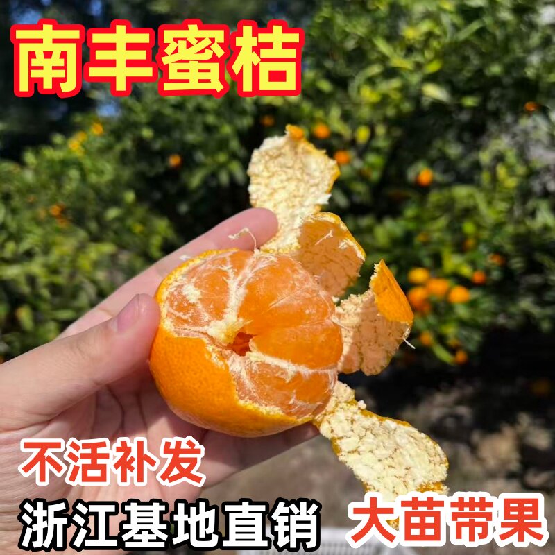 果树苗橘苗 正宗南丰蜜桔树苗 南丰贡桔子 南丰特早蜜桔苗 桔子树
