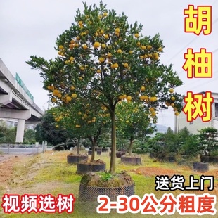 常山胡柚树苗嫁接柚子树苗庭院蜜柚特大胡柚苗南北方种植当年结果
