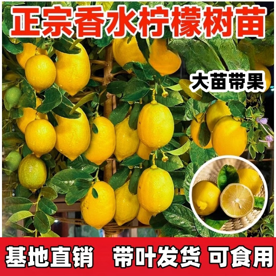 香水柠檬树盆栽带果可食用室内庭院种植四季结果广东无核青柠檬苗