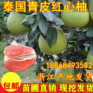 泰国青柚 金柚进口果树苗 青皮红心柚子树苗蜜柚泰国柚子苗