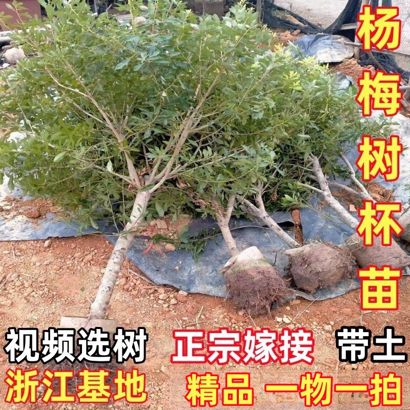 浙江仙居嫁接东魁杨梅树大树苗黑炭当年结果南方种植庭院果树果苗