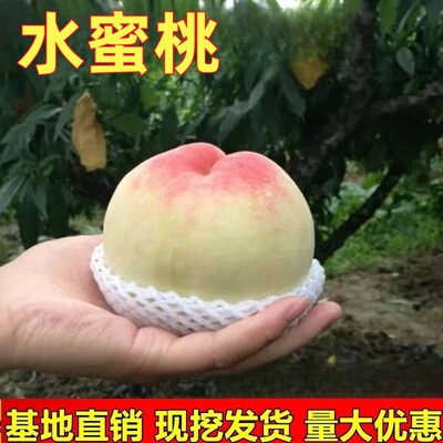 阳山水蜜桃 桃子树苗 嫁接桃树苗庭院果树南方北方果树苗当年结果