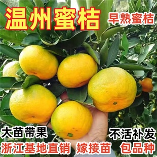 嫁接蜜桔树苗 温州蜜桔苗 正宗品种 温州蜜橘子树苗当年结果