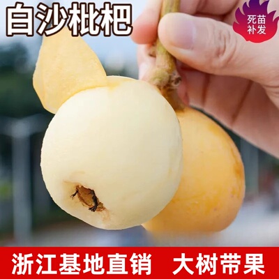 白沙枇杷树苗特大果嫁接盆栽果树庭院地栽树苗南北方种植当年结果