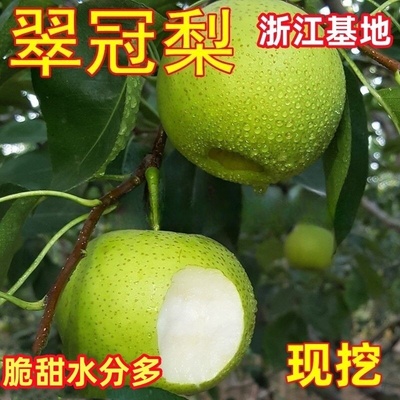 翠冠梨树果苗南北方庭院地栽种植特大果树苗盆栽嫁接活苗当年结果