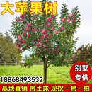 庭院别墅种植大苹果树苗红富士当年结果冰糖心果树盆栽地栽南北方