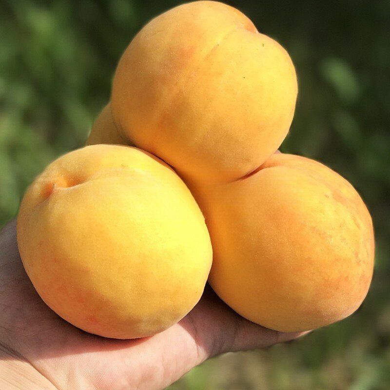 黄金蜜黄桃 脆甜桃子 嫁接桃苗黄桃树苗 大果 丰产 鲜食黄桃