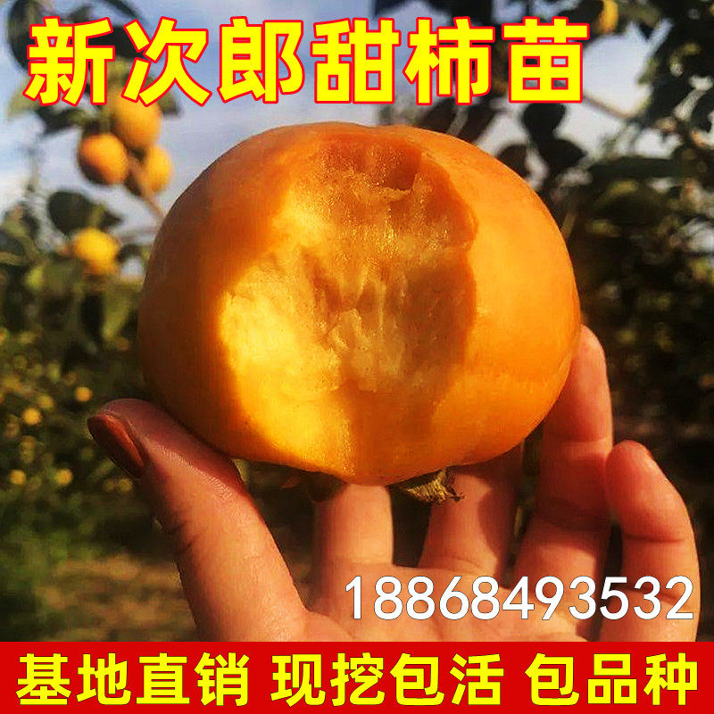 日本甜柿苗 新次郎甜柿苗 嫁接柿子苗 新次郎柿子果树苗结果包邮