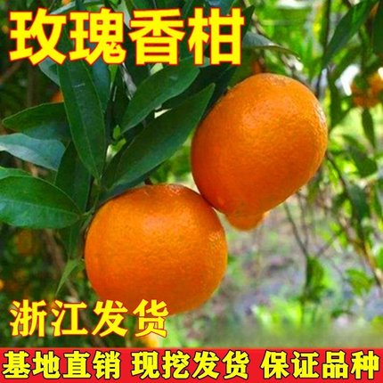 玫瑰香柑苗 杂柑树苗嫁接橘子苗 柑桔树苗果苗盆栽地栽当年结果