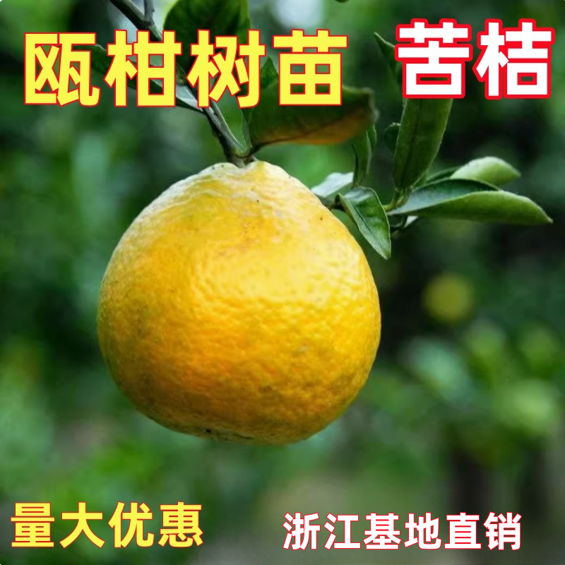 果树苗温州欧柑树苗农家瓯柑苦桔新鲜水果柑橘苗降火正宗苦柑橘苗