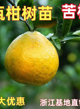 果树苗温州欧柑树苗农家瓯柑苦桔新鲜水果柑橘苗降火正宗苦柑橘苗