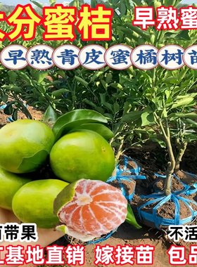 新品种蜜桔树苗早熟由良蜜桔苗