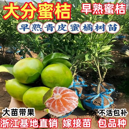 新品种蜜桔树苗早熟由良蜜桔苗