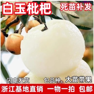 正宗白玉白沙枇杷苗树嫁接果树 大五星琵琶特大枇杷树南北方种植