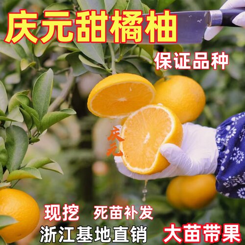 高糖建阳 潭甜桔柚 庆元甜橘柚 桔柚嫁接苗 黄金柑果苗桔苗果树苗
