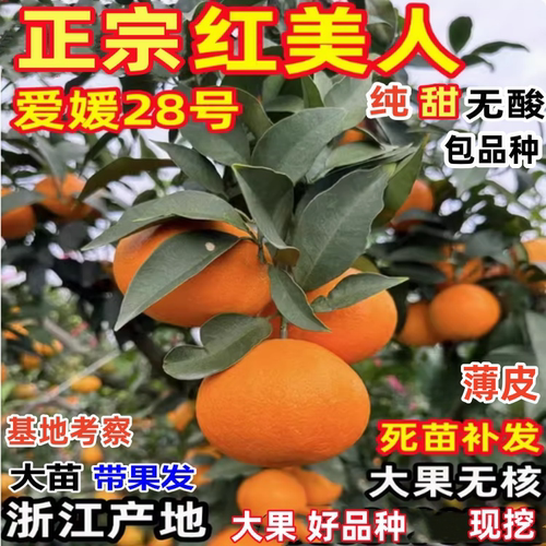 正宗红美人柑橘树苗爱媛28号甘平柑桔无核橘子苗嫁接桔子树苗带土