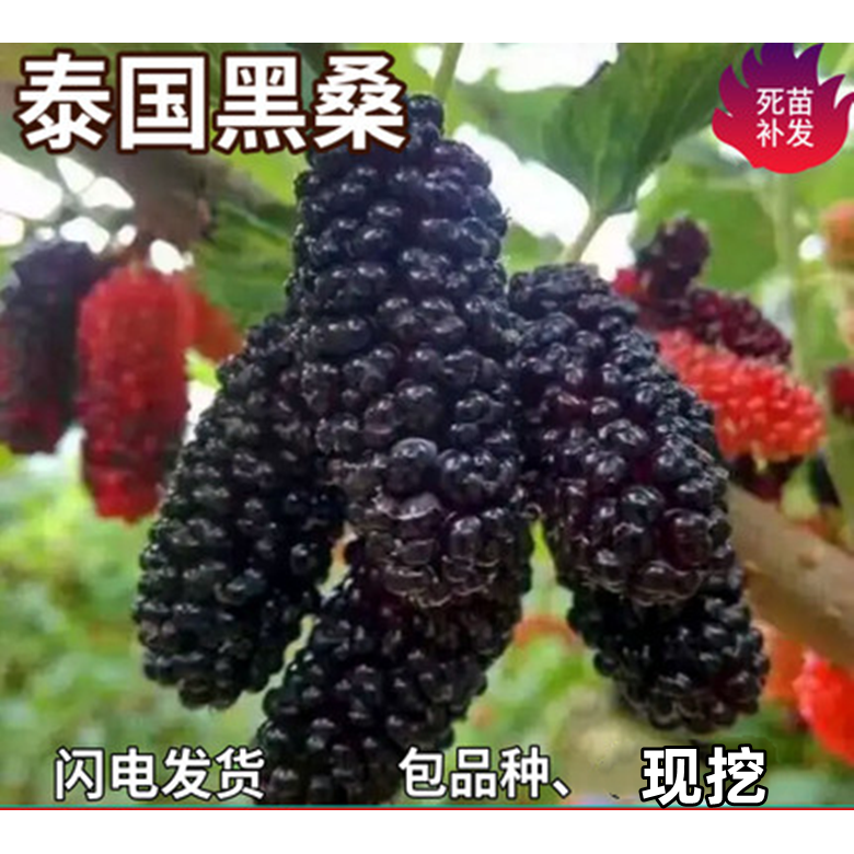 泰国黑桑葚树苗南北方盆栽地栽种植活苗特大嫁接桑葚树苗当年结果