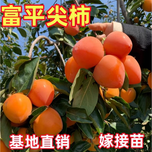 富平尖柿树苗南北方庭院地栽红灯笼柿子树盆栽嫁接活苗当年结果