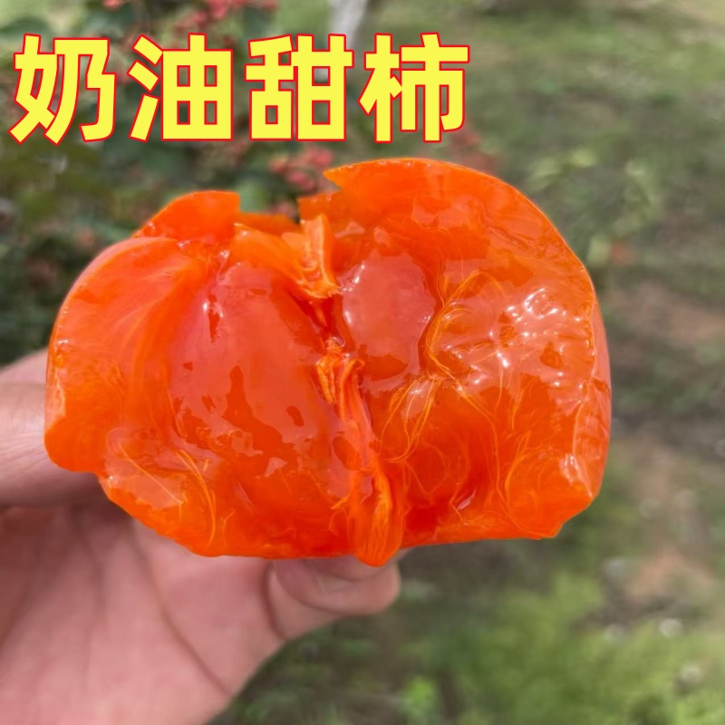 奶油软甜柿子树苗南北方庭院地盆栽种植特大嫁接果树活苗当年结果