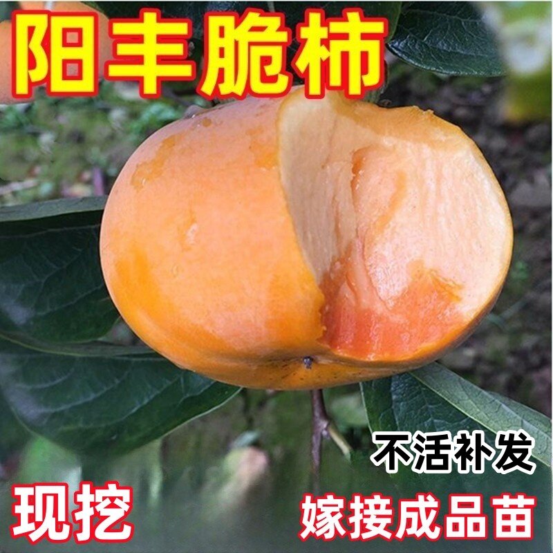 阳丰甜柿苗南北方庭院地栽甜脆柿子树苗盆栽嫁接水果活苗当年结果