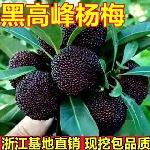 杨梅 嫁接大果黑杨梅当年结果 比东魁杨梅早熟 台湾黑高峰杨梅苗