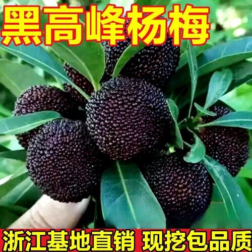 黑高峰杨梅苗庭院地栽果树盆栽