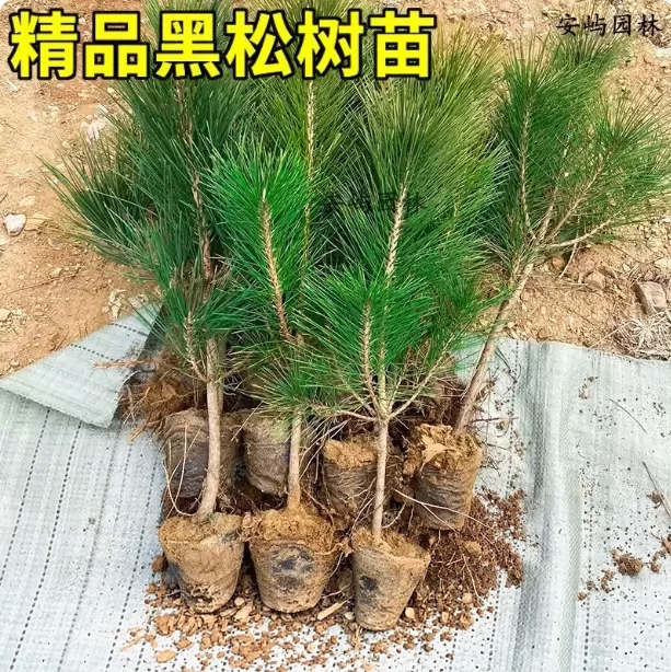 黑松树苗日本松树小苗庭院耐寒耐旱四季常青园林绿化造型盆景素材