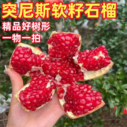 突尼斯软籽石榴树树苗南北方庭院大石榴树盆栽嫁接景观当年结果