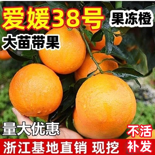 爱媛38号早熟柑橘苗果冻橙树苗