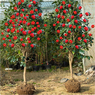 山茶花树苗盆栽庭院室外大型植物户外冬季耐寒花卉四季开花茶花