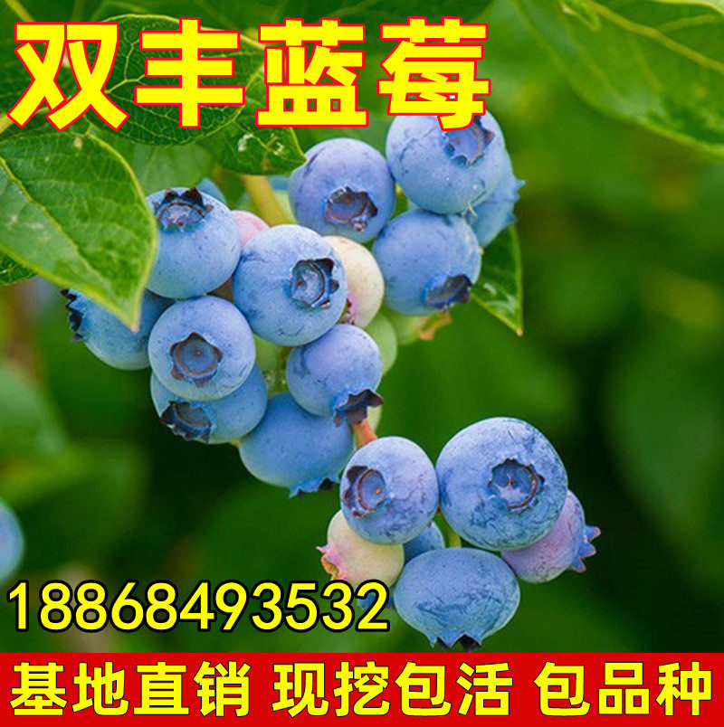 双丰蓝莓 双季结果甜心蓝莓苗 盆栽地栽阳台庭院种植当年结果树苗