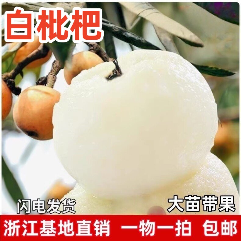 正宗白玉白沙枇杷苗树嫁接果树 大五星琵琶特大枇杷树南北方种植