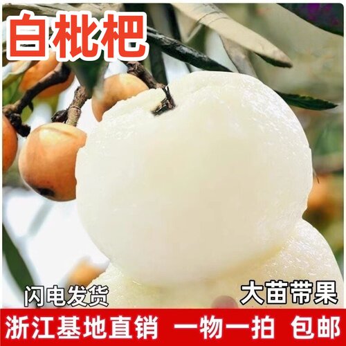 正宗白玉白沙枇杷苗树嫁接果树 大五星琵琶特大枇杷树南北方种植